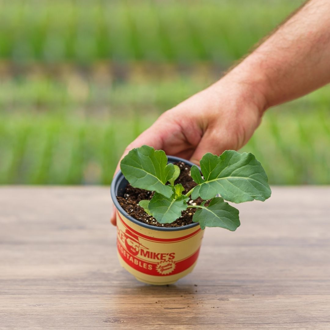 Broccoli – Green Magic – 4″ Pot